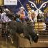 UT Martin 51st Annual Spring Rodeo